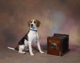 beagle, puppy, pet dog, picture, photograph, by phill andrew, the image mill, Bradford, West Yorkshire, we also photograph, cats, rats,mice,rabbits, hamsters, most small mammals