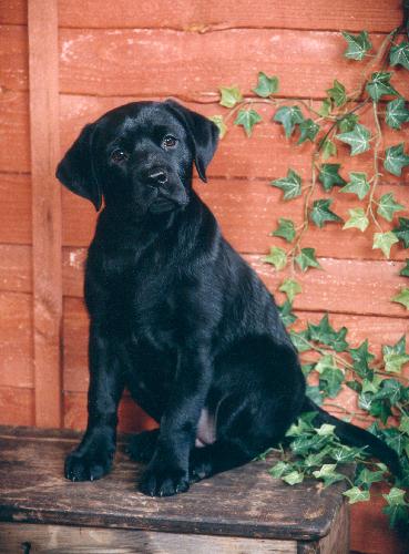 labrador puppy, pet dog, picture, photograph, by phill andrew, the image mill, Bradford, West Yorkshire