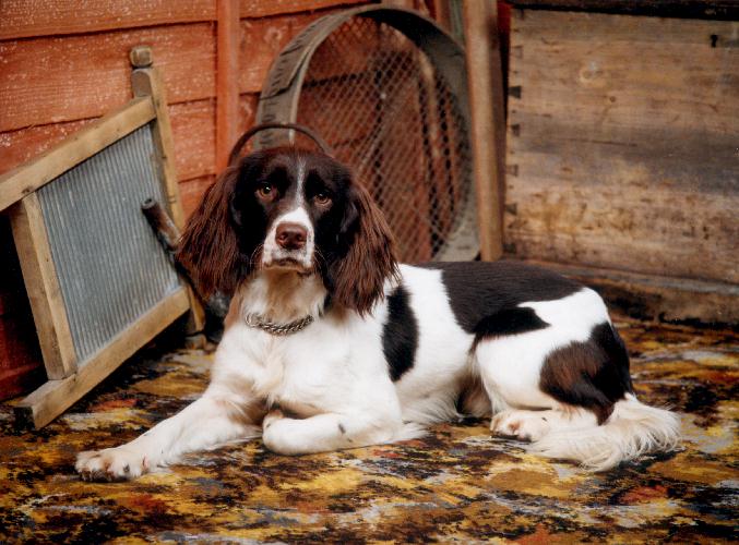 springer spaniel, puppy, pet dog, picture, photograph, by phill andrew, the image mill, Bradford, West Yorkshire