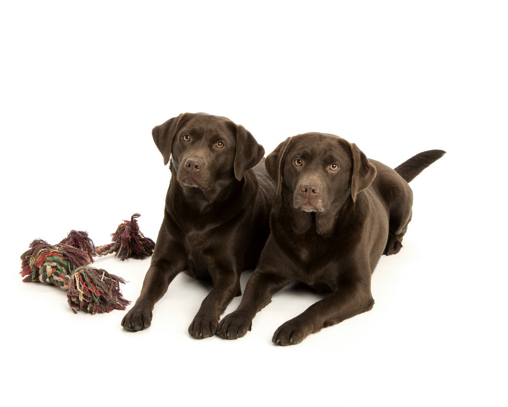 chocolate labradors,labrador,dog, pet dog, picture, photograph, by Phill Andrew, The Image Mill, Bradford, West Yorkshire