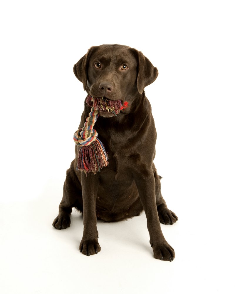 chocolate labradors,labrador,dog, pet dog, picture, photograph, by Phill Andrew, The Image Mill, Bradford, West Yorkshire