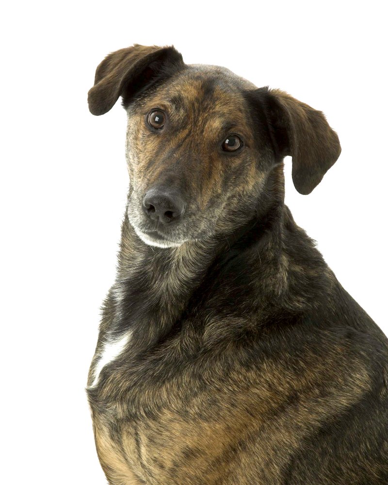 lurcher,lurcher dog,greyhound,greyhound cross,dog, pet dog, picture, photograph, by Phill Andrew, The Image Mill, Bradford, West Yorkshire