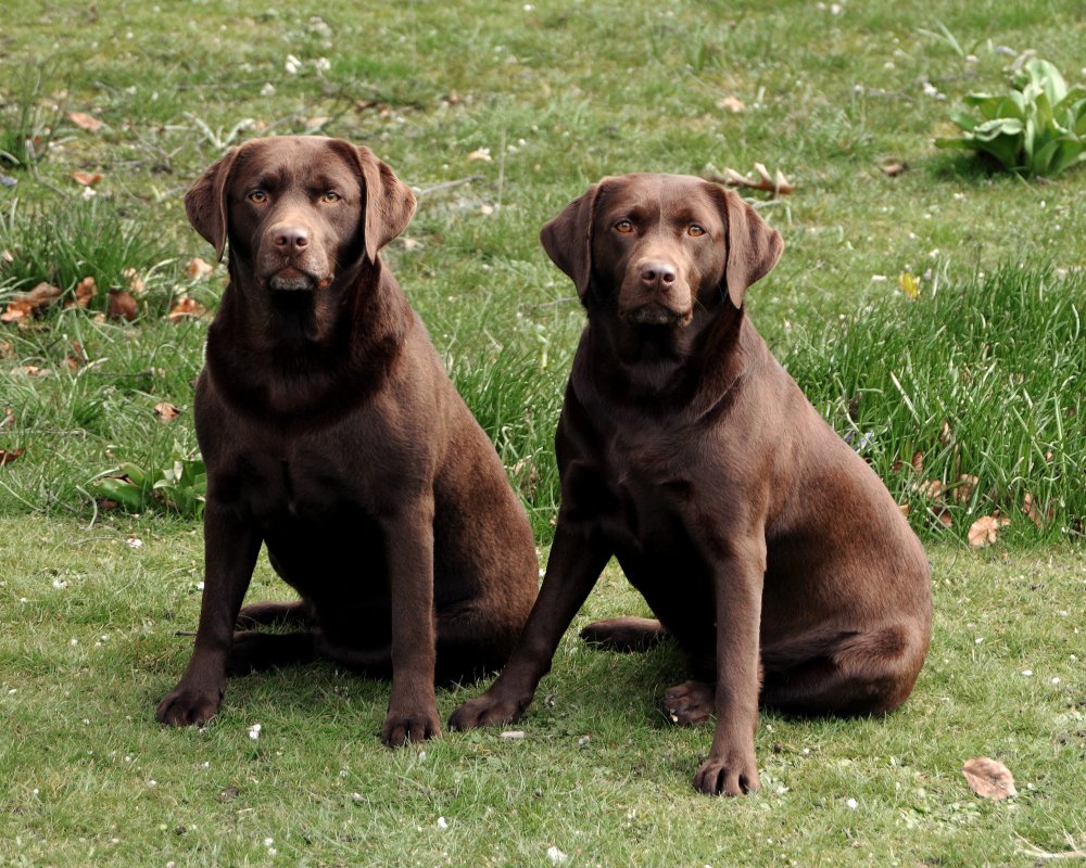 chocolate labradors,labrador,dog, pet dog, picture, photograph, by Phill Andrew, The Image Mill, Bradford, West Yorkshire