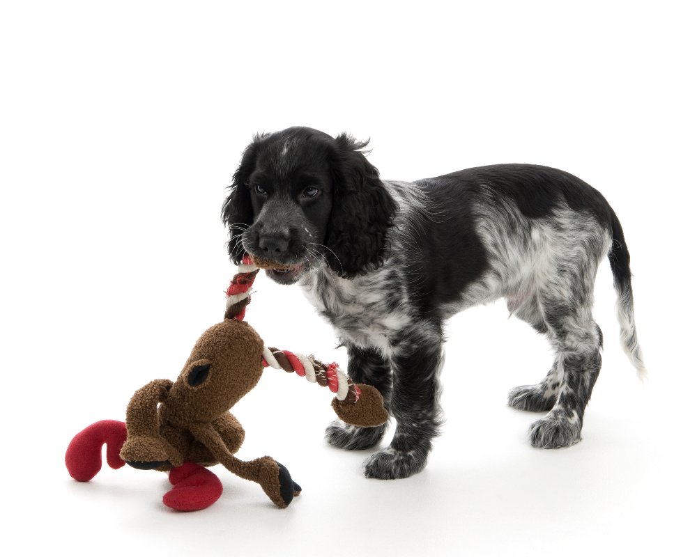 cocker spaniel,spaniel,blue roan,puppy,dog, pet dog, picture, photograph, by Phill Andrew, The Image Mill, Bradford, West Yorkshire