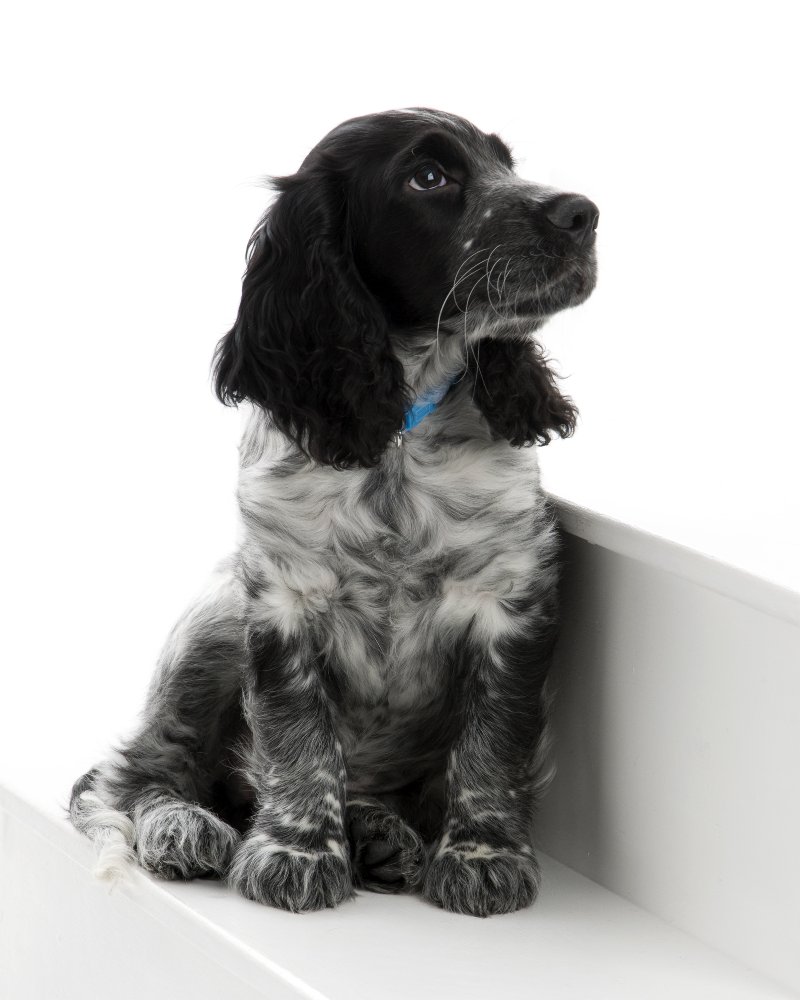 cocker spaniel,spaniel,blue roan,puppy,dog, pet dog, picture, photograph, by Phill Andrew, The Image Mill, Bradford, West Yorkshire