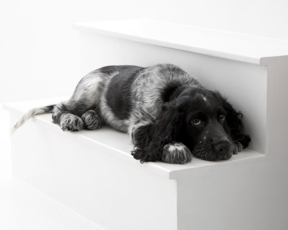 cocker spaniel,spaniel,blue roan,puppy,dog, pet dog, picture, photograph, by Phill Andrew, The Image Mill, Bradford, West Yorkshire