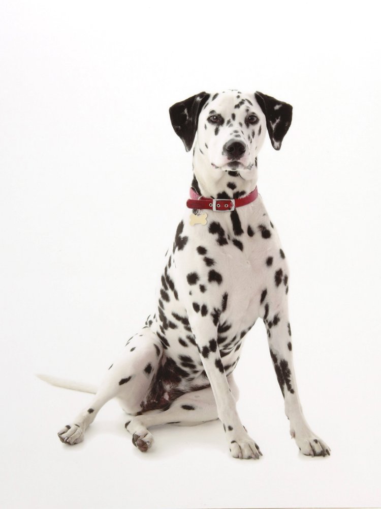 dalmation,dalmation dog,puppy,dog, pet dog, picture, photograph, by Phill Andrew, The Image Mill, Bradford, West Yorkshire