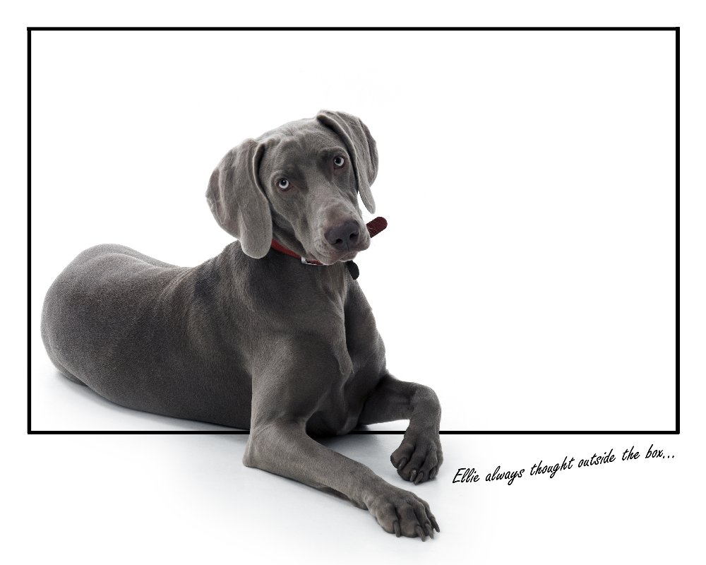 weimaraner,ghost dog,dog, pet dog, picture, photograph, by Phill Andrew, The Image Mill, Bradford, West Yorkshire