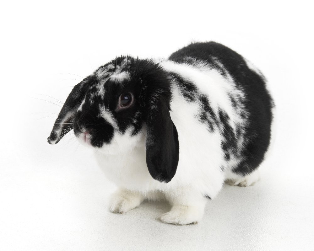 rabbit,lop,lop eared rabbit,pet rabbit, picture, photograph,photography, by Phill Andrew, The Image Mill, Bradford, West Yorkshire